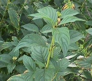 Cornouiller Stolonifera