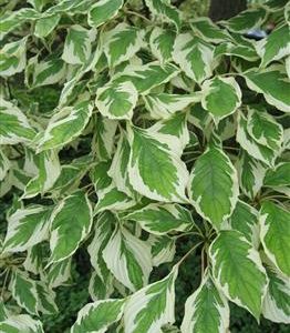 Cornouiller discuté 'variegata'