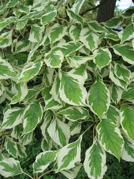 Cornouiller discuté 'variegata'