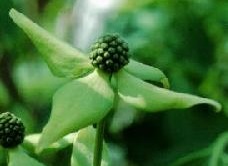 Cornouiller kousa 'china girl'