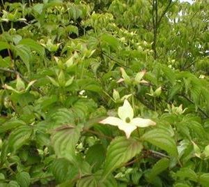 Cornouiller kousa 'chinensis'