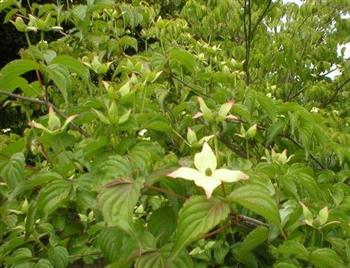 Cornouiller kousa 'chinensis'