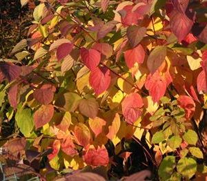 Cornouiller sanguin 'Midwinter fire'