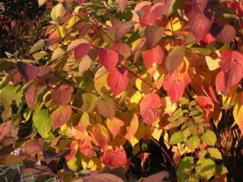 Cornouiller sanguin 'Midwinter fire'