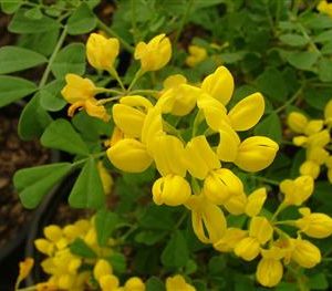 Coronille des jardins