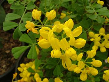 Coronille des jardins
