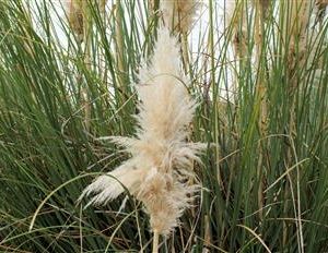Cortaderia, Herbe de la Pampa, Rose de semis