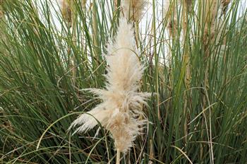 Cortaderia, Herbe de la Pampa, Rose de semis