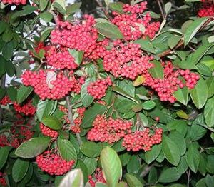 Cotonéaster à grandes feuilles, Cotonéaster laiteux