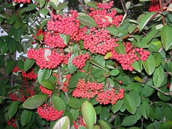 Cotonéaster à grandes feuilles, Cotonéaster laiteux