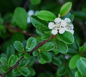 Cotonéaster de dammer