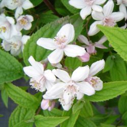 Deutzia 'mont rose'