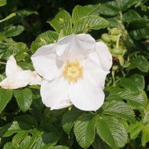 Eglantier, Rosier des chiens