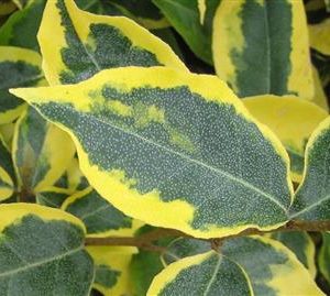 Eleagnus à feuillage panaché "Viveleg"