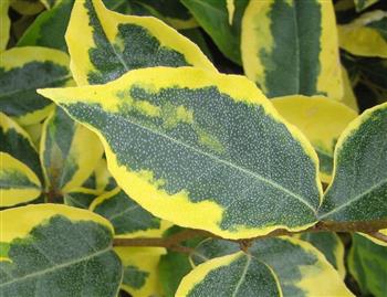 Eleagnus à feuillage panaché "Viveleg"