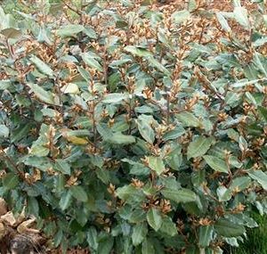 Eleagnus chalef de ebbing