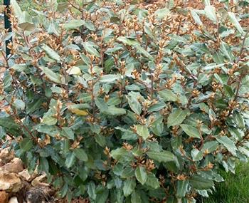 Eleagnus chalef de ebbing