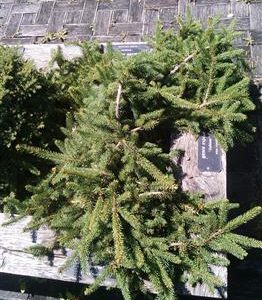 Epicea commun pleureur