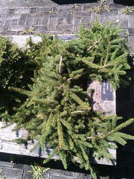 Epicea commun pleureur