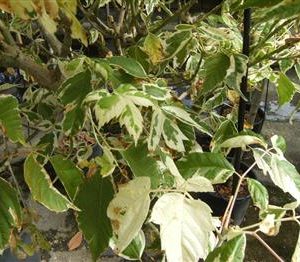 Erable à feuilles de frêne panachées "Flamingo"