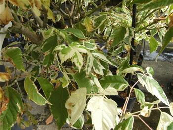 Erable à feuilles de frêne panachées "Flamingo"