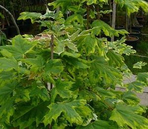 Erable plane panaché, érable de drummond