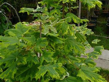 Erable plane panaché, érable de drummond