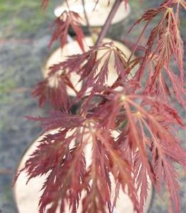 Erable du japon à feuille laciniée 'dissectum atropurpureum'