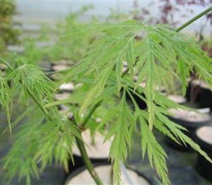 Erable du japon à feuille laciniée