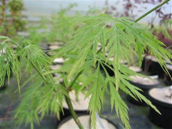 Erable du japon à feuille laciniée