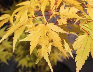 Erable du japon senkaki