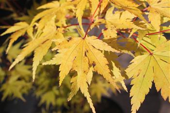 Erable du japon senkaki