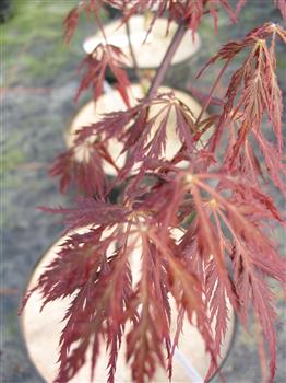 Erable du japon à feuille laciniée 'dissectum atropurpureum'