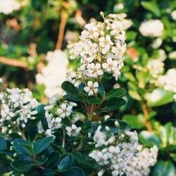 Escallonia blanc 'Iveyi'