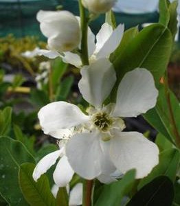 Exochorda