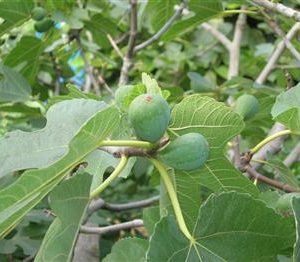 Figuier 'dauphine violette'