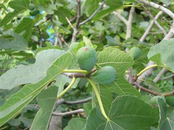 Figuier 'dauphine violette'