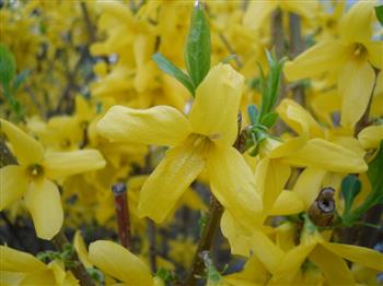 Forsythia 'Boucle D'Or'