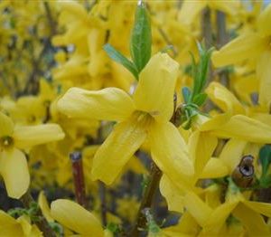 Forsythia 'marée d'or'