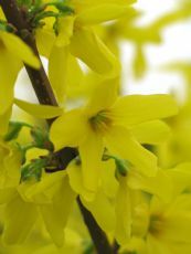 Forsythia 'weekend'