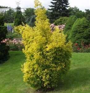 Fusain du japon 'aureomarginatus'