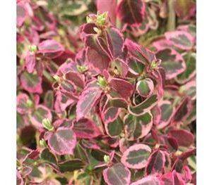 Fusain fortunei 'emerald gaiety'