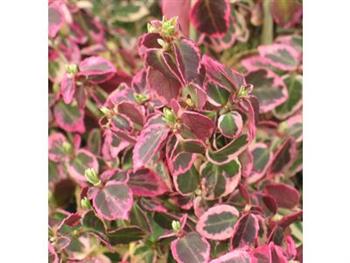 Fusain fortunei 'emerald gaiety'