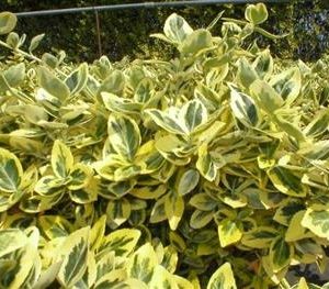 Fusain fortunei 'emerald'n gold'