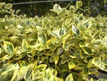 Fusain fortunei 'emerald'n gold'