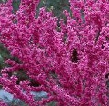 Gainier de Chine 'Avondale'