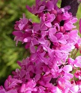 Gainier du Canada "Forest pansy"