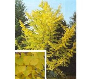 Gingko, Arbre aux 40 écus