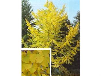 Gingko, Arbre aux 40 écus
