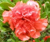 Grenadier 'flore pleno'